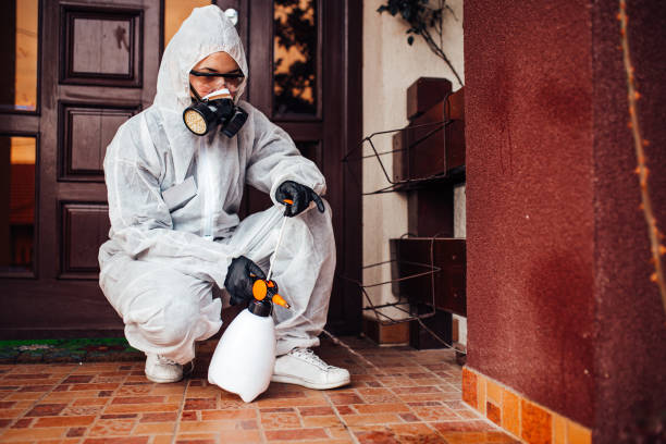 Reliable Wasp Removal contractor in Harrison, NJ by Show Me Pest Control